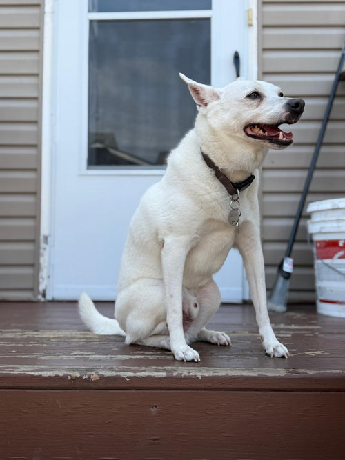Chalupa